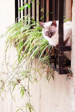 İspanya 'da saksı bitkilerinin yanına bakan siyah beyaz kedi.