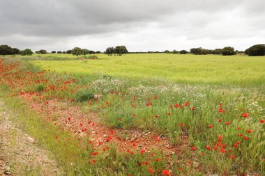 İspanya 'nın Castilla La Mancha bölgesinde, bulutlu gökyüzü altında, Quercus Ilex ağaçları ve gelincikleriyle yeşil çayır.