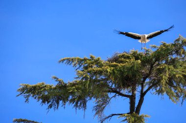 Leylek, İspanya 'nın Segovia şehrinde bir ağaca yuva yapıyor.