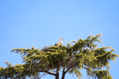 Leylek, İspanya 'nın Segovia şehrinde bir ağaca yuva yapıyor.