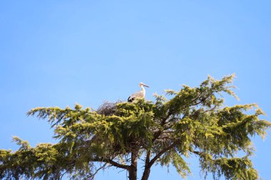Leylek, İspanya 'nın Segovia şehrinde bir ağaca yuva yapıyor.