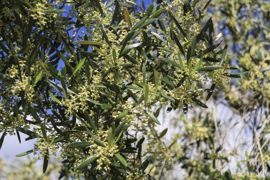 İspanya 'nın Akdeniz bölgesinde çiçek açan zeytin ağaçları
