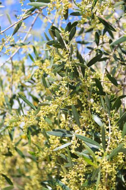 İspanya 'nın Akdeniz bölgesinde çiçek açan zeytin ağaçları