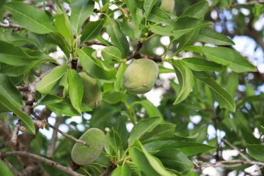İspanya 'nın Alicante kentindeki badem ağacının dalında yetişen bademler