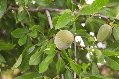 İspanya 'nın Alicante kentindeki badem ağacının dalında yetişen bademler