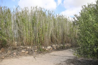 Path between reed fields through the mountains in Spain