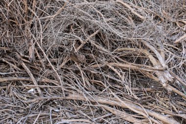 Kurumuş ağaç kökleri arkaplanının tek renkli fotoğrafçılığı