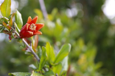 Punica Granatum ağacı İspanya 'nın Akdeniz bölgesinde çiçek açtı