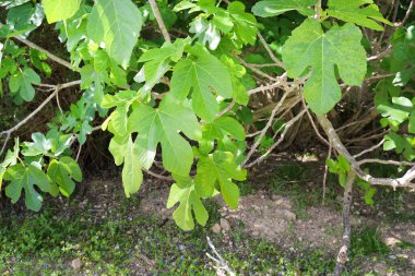 İspanya 'da güneşin altında güzel Ficus Carica ağaçları