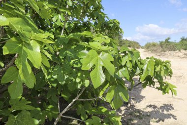 İspanya 'da güneşin altında güzel Ficus Carica ağaçları