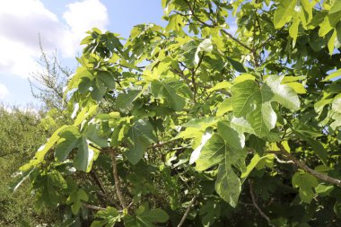 İspanya 'da güneşin altında güzel Ficus Carica ağaçları
