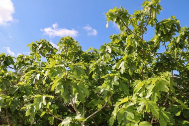İspanya 'da güneşin altında güzel Ficus Carica ağaçları