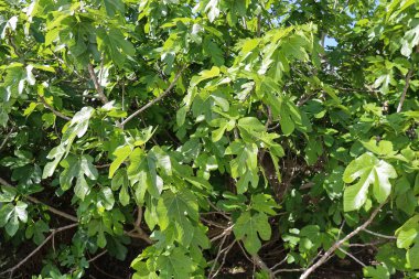İspanya 'da güneşin altında güzel Ficus Carica ağaçları