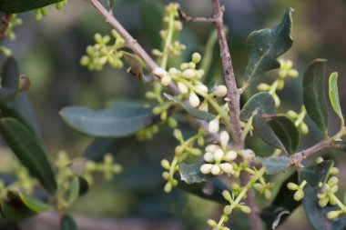 İspanya 'nın Akdeniz bölgesinde çiçek açan zeytin ağaçları