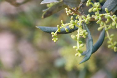 İspanya 'nın Akdeniz bölgesinde çiçek açan zeytin ağaçları