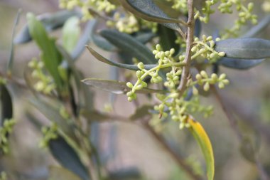 İspanya 'nın Akdeniz bölgesinde çiçek açan zeytin ağaçları