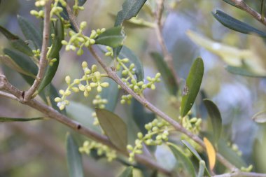 İspanya 'nın Akdeniz bölgesinde çiçek açan zeytin ağaçları