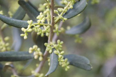 İspanya 'nın Akdeniz bölgesinde çiçek açan zeytin ağaçları