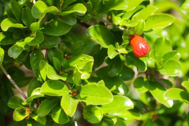 Punica Granatum ağacı İspanya 'nın Akdeniz bölgesinde çiçek açtı
