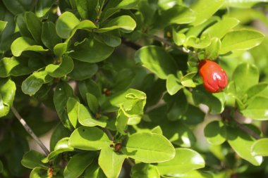 Punica Granatum ağacı İspanya 'nın Akdeniz bölgesinde çiçek açtı