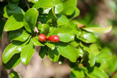 Punica Granatum ağacı İspanya 'nın Akdeniz bölgesinde çiçek açtı