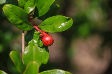 Punica Granatum ağacı İspanya 'nın Akdeniz bölgesinde çiçek açtı