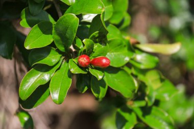 Punica Granatum ağacı İspanya 'nın Akdeniz bölgesinde çiçek açtı
