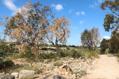İspanya 'nın Alicante kentindeki kırsal arazi ve doğal çalılar ve okaliptüs ağaçları.