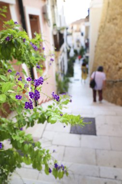 İspanya 'nın Alicante şehrinde bir evin kapısında renkli Duranta Erecta çömleği