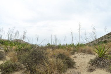 Almerya İspanya 'da plajı olan küçük bir kasaba. Tatilinizi geçirmek için rahatlatıcı bir yer.