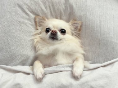 Yatakta battaniyenin altında yatan sevimli pofuduk chihuahua köpeği.