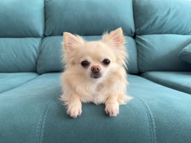Cute fluffy chihuahua dog sitting on the couch