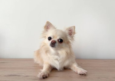 Tatlı pofuduk chihuahua köpeği yerde yatıyor.
