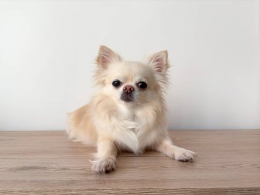 Tatlı pofuduk chihuahua köpeği yerde yatıyor.