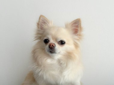 Krema (bej) uzun tüylü sevimli chihuahua köpeği. Portreyi kapat.