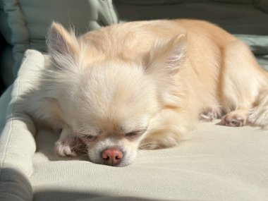 Küçük sevimli bej (krem) uzun saçlı chihuahua köpeği yastığın üzerinde uyuyor. Portreyi kapat.