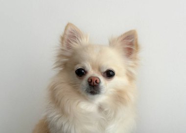 Krema (bej) uzun tüylü sevimli chihuahua köpeği. Portreyi kapat.