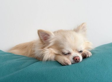 Küçük bej (krem) uzun saçlı chihuahua köpeği yastığın üzerinde uyuyor. Portreyi kapat.