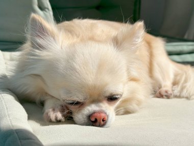 Küçük sevimli bej (krem) uzun saçlı chihuahua köpeği yastığın üzerinde uyuyor. Portreyi kapat.