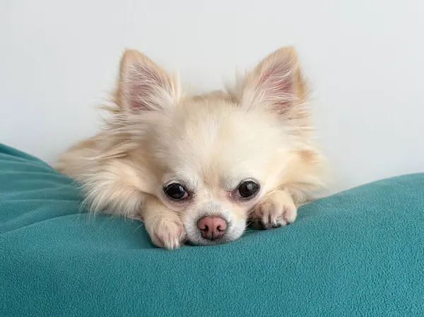 Küçük bej (krem) uzun saçlı chihuahua köpeği yastığın üzerinde uzanıyor ve kameraya bakıyor. Portreyi kapat.
