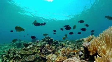 Coral Reef Fish Scene. Tropical underwater sea fish. Colourful tropical coral reef.