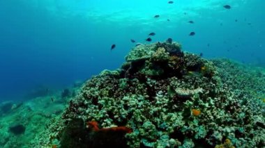 Reef coral scene. Colourful underwater seascape. Beautiful soft coral. Sea coral reef.