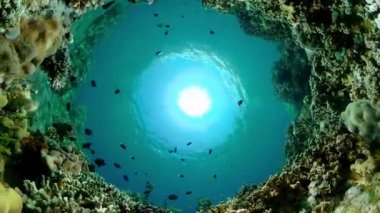 Underwater fish reef marine. Tropical colourful underwater seascape.