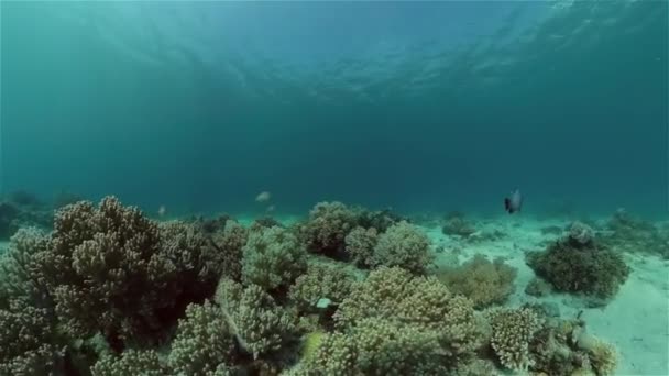 Barriera Corallina Tropicale Con Pesci Coralli Duri Molli Filippine — Video Stock