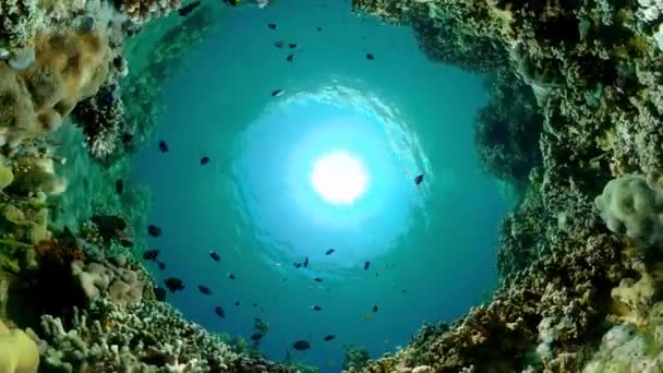 Underwater Fish Reef Marine Tropical Colourful Underwater Seascape — Stockvideo