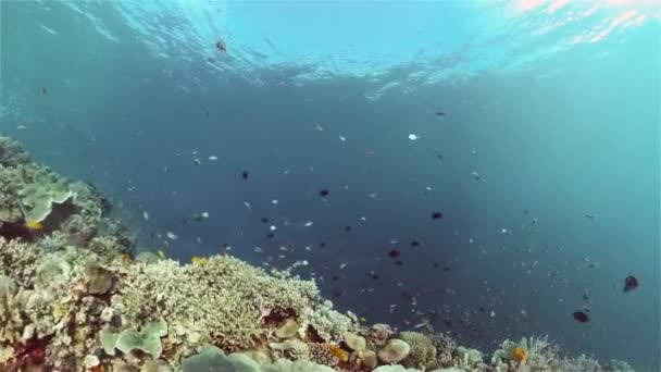 Underwater Fish Garden Reef Reef Coral Scene Coral Garden Seascape — Stock Video