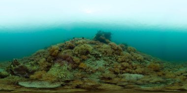 Mercan resifi balık sahnesi. Tropik sualtı balığı. Renkli tropikal mercan resifi. Filipinler. 360 panorama VR