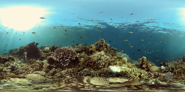 Tropical coral reef and fishes underwater. Tropical fishes and coral reef underwater. . Travel vacation concept. Philippines. Virtual Reality 360.