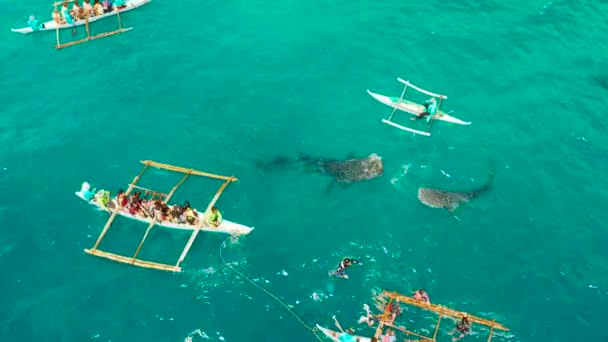 Vista Aérea Turistas Snorkeling Assistir Tubarões Baleia Água Azul Turquesa — Vídeo de Stock