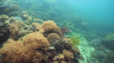 Suyun altındaki mercan kayalıklarında balıklar ve deniz yaşamı var. Mercan kayalıkları ve tropikal balıklar. Camiguin, Filipinler.